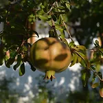Ktima Natura *